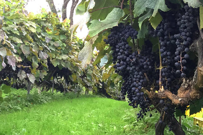 ふくしま農家の夢ワインの2021年ヴィンテージレポートを発表！