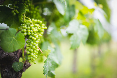 日本ワインの原点「勝沼産ワイン」カテゴリーを新設。
