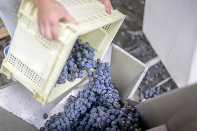 「日本固有品種」の日本ワインの取り扱いを拡大。