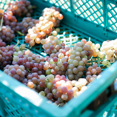 224WINERY｜島シャン｜ShimaCham｜小豆島｜香川県｜日本ワイン