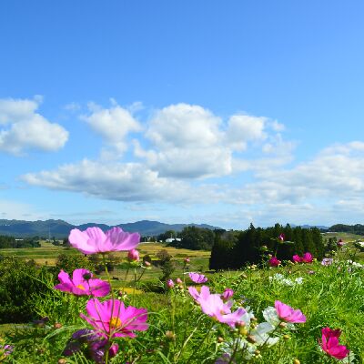 ロゼッタ・スパークル｜ART PAYSAN WINERY｜岩手県｜花巻市