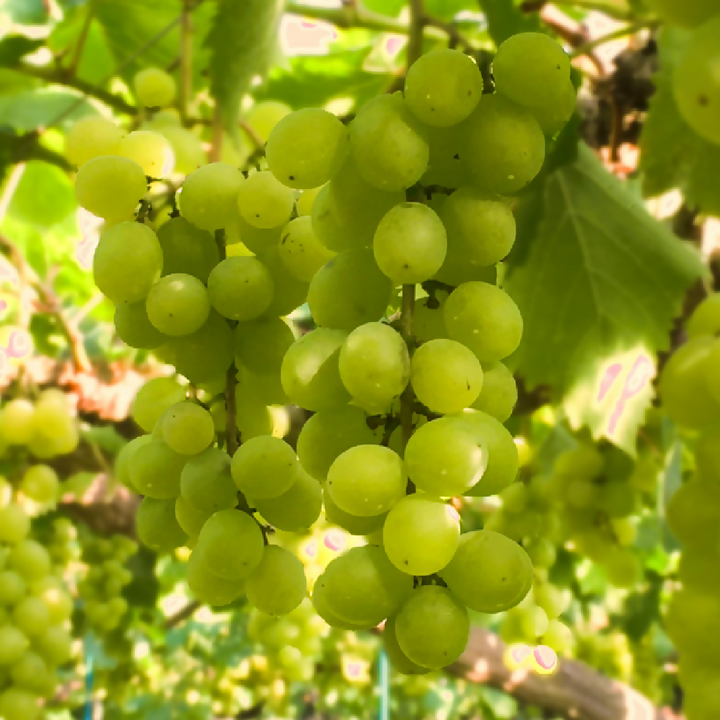 ハニービーナスヌーヴォー2025｜ミレイヒロキラベル｜せらワイナリー