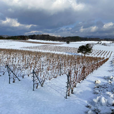 青森ヌーヴォー – わいんびと