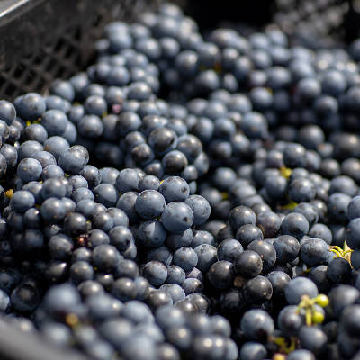 ツヴァイゲルトレーベ ロゼ｜大迫佐藤葡萄園 – わいんびと