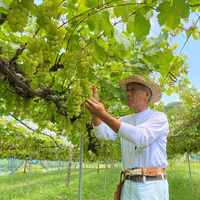 ハニービーナス｜せらワイナリー｜白ワイン｜広島ワイン｜日本ワイン