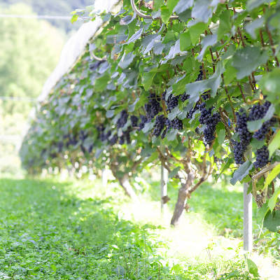 ツヴァイゲルトレーベ ロゼ｜大迫佐藤葡萄園 – わいんびと