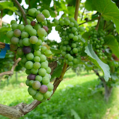 葡萄 シャインマスカット - Lapierre Vineyard（ラピアビンヤード）Lapierre