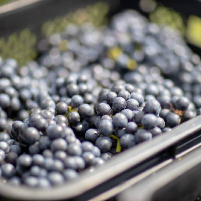 メルロー｜大迫佐藤葡萄園 – わいんびと