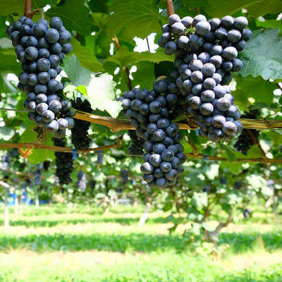 葡萄 ツヴァイゲルトレーベ｜大迫佐藤葡萄園 – わいんびと